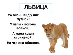 ЛЬВИЦА Уж очень вид у них чудной: У папы - локоны волной, А мама ходит стриже