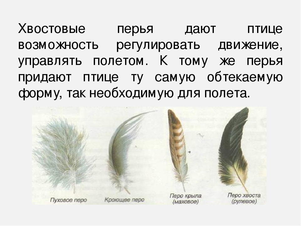 Ответ четыре ноги да не зверь есть перья да не птица: Четыре ноги, да не зверь, душа и тело, да не человек, есть перо, да не птица (загадка), 7 букв