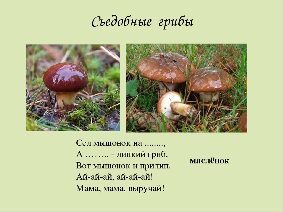 Загадки про разные грибы: Загадки про грибы с ответами