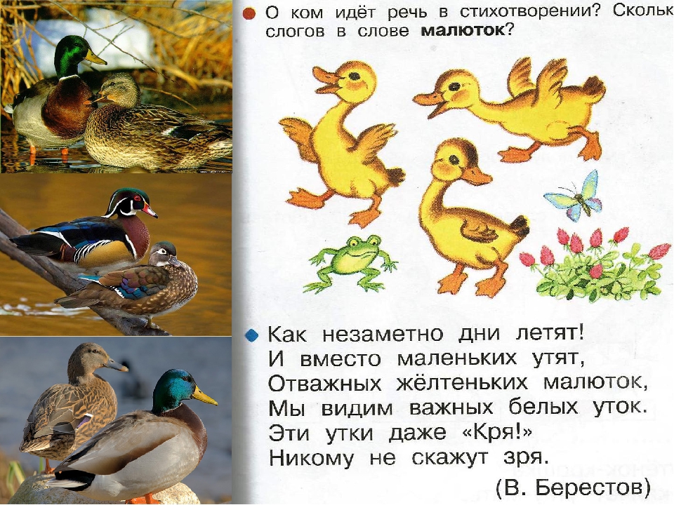 Загадки про утку для детей: Детям загадки про птиц: Утка, Селезень, Утята