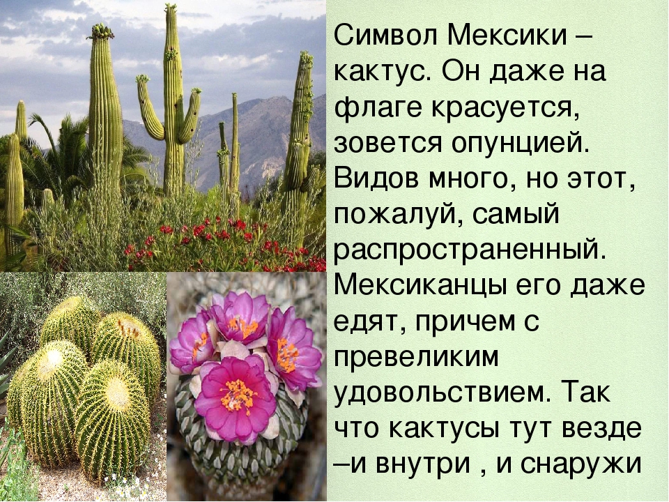 Рассказ про кактус 2 класс. Кактусы эндемики Мексики. Интересное о кактусах для детей. Презентация на тему Кактус. Интересные факты о кактусах для детей.