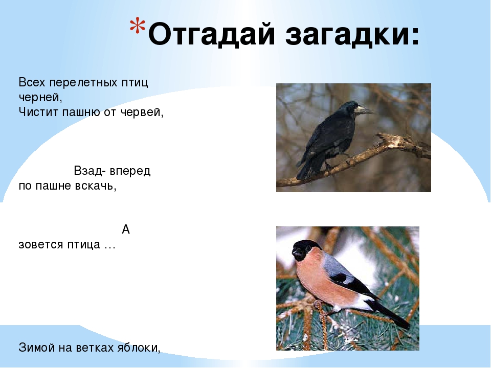 Загадки про птиц с ответами для 2 класса: Загадки про птиц для детей с ответами