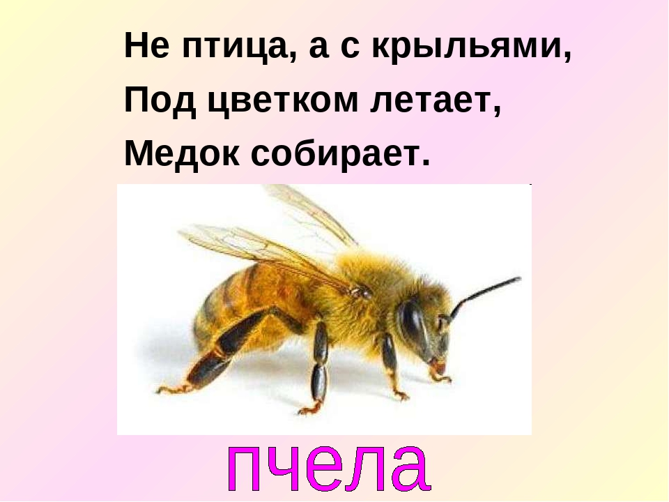 С крылышками а не птица: Загадка. Не птичка, а с крыльями. Что это?