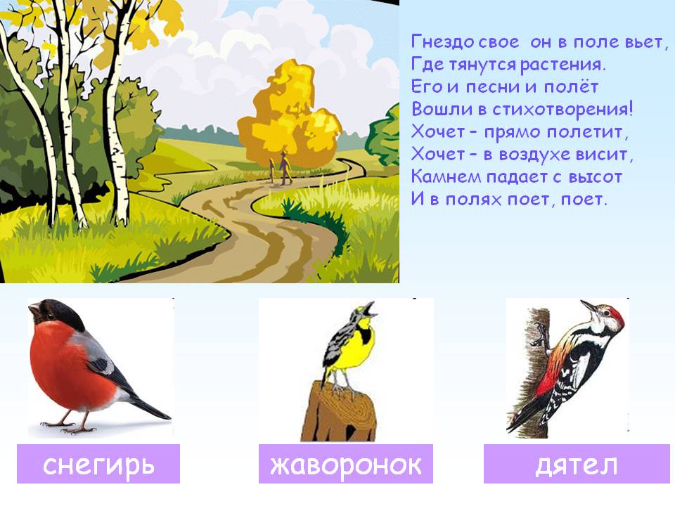 Загадки про птиц с ответами 2 класс: Детские загадки о птицах