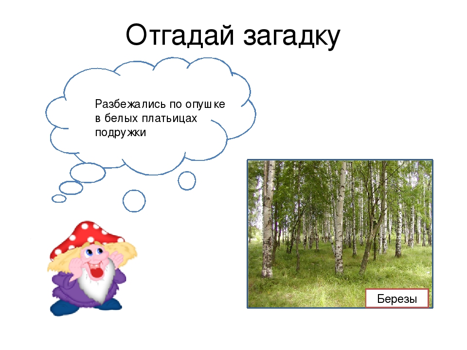 Загадки о березе для детей: Загадки про березу с ответами