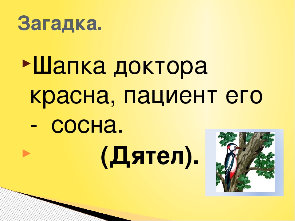 Загадки про дятла: Загадки про дятла