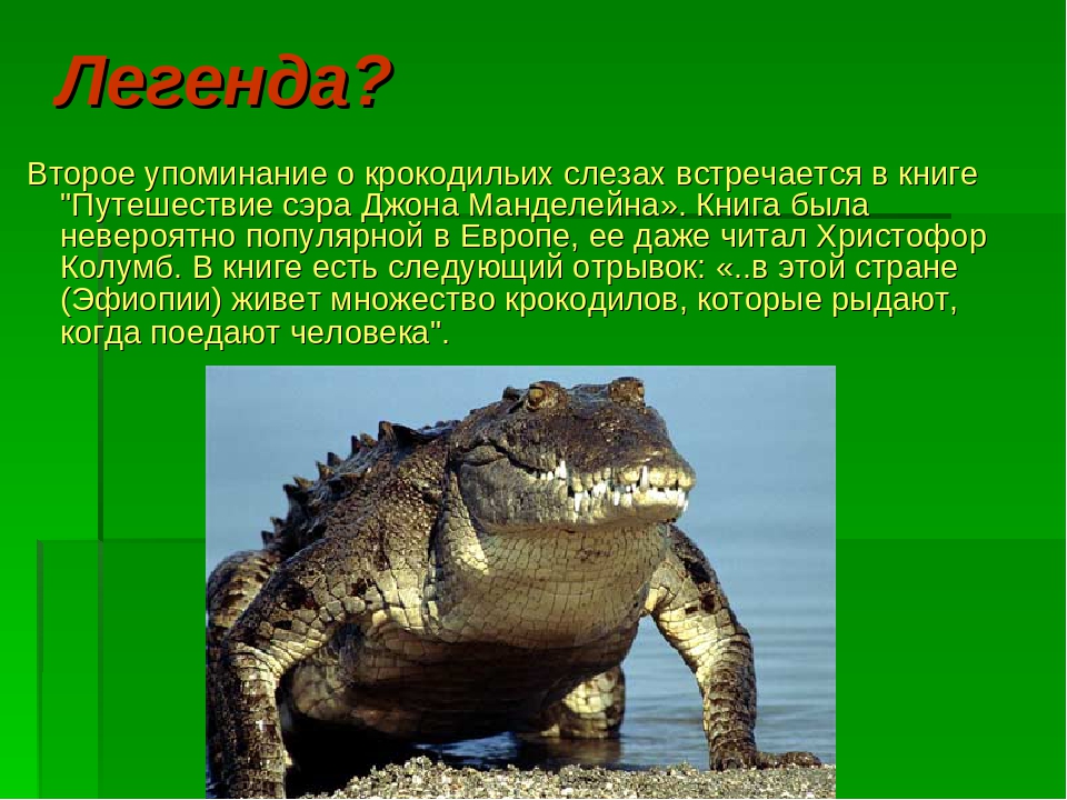 Почему крокодил плачет: домашние животные, выбор, уход и воспитание, каталог компаний, эксперты.