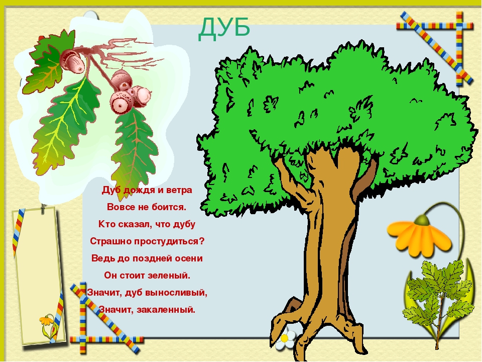 Детские стихи и загадки про дуб короткие: Детям загадки про дерево Дуб