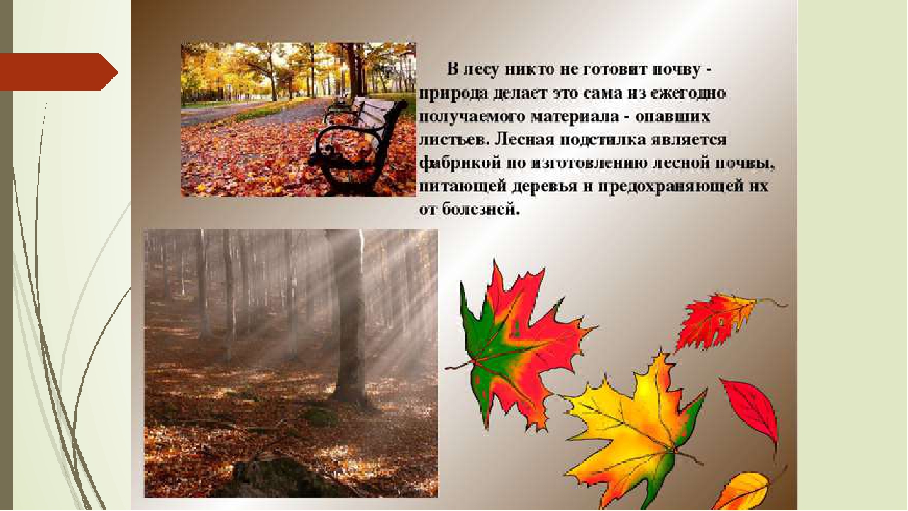 Почему осенью опадают листья с деревьев 1 класс: Презентация к исследовательской работе "Почему осенью листья с деревьев так легко опадают?"