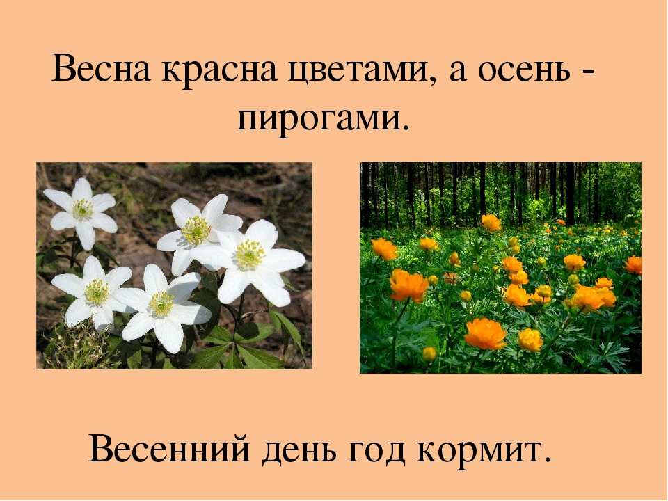 Красна весна цветами а осень плодами: Прочитай пословицы. Как ты их понимаешь? Весна красна цветами, а осень - плодами. Без труда ничего не даётся.