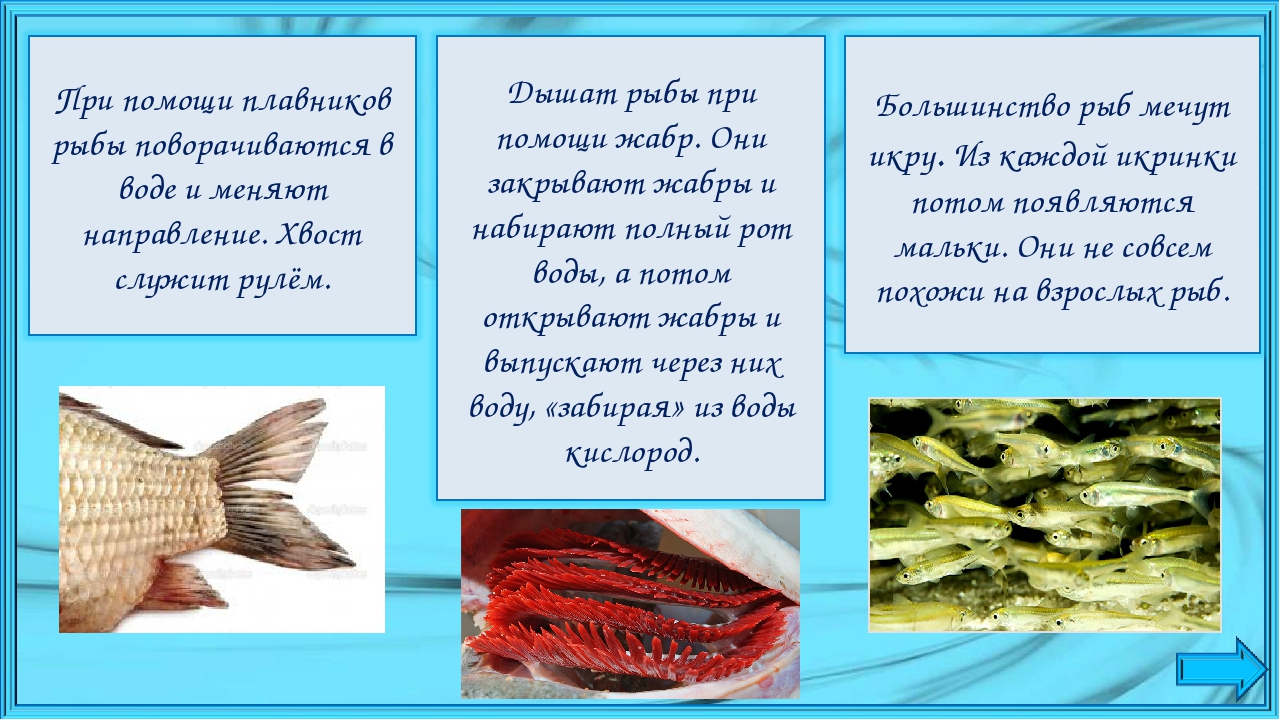 Чем дышат в воде рыбы: Как спят рыбы – особенности, интересные факты