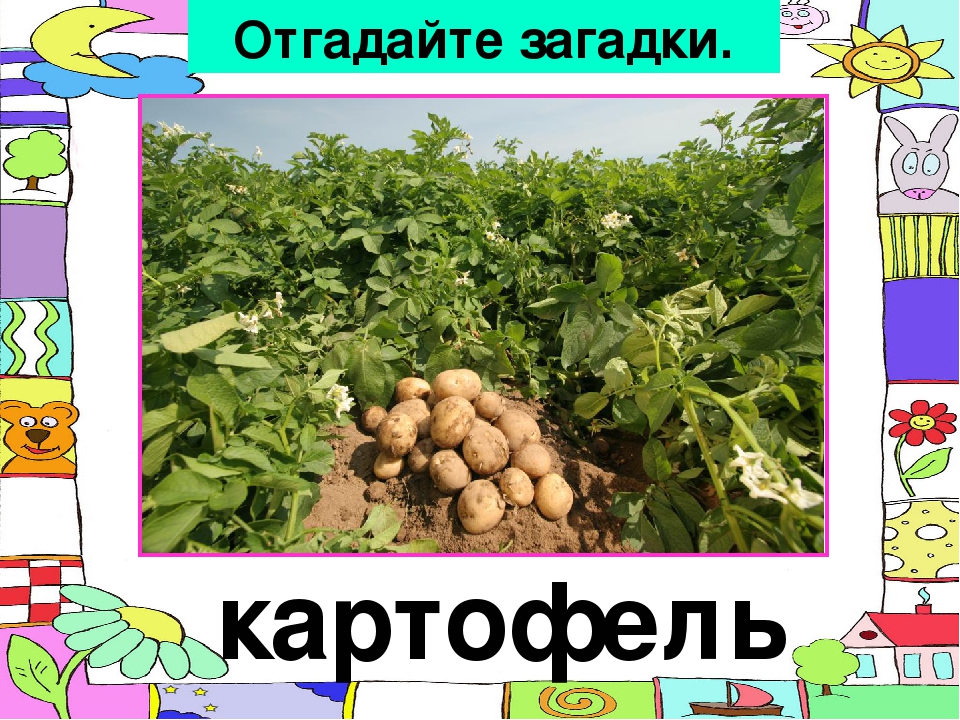 Загадка про картошка: Загадки про картошку (для детей)