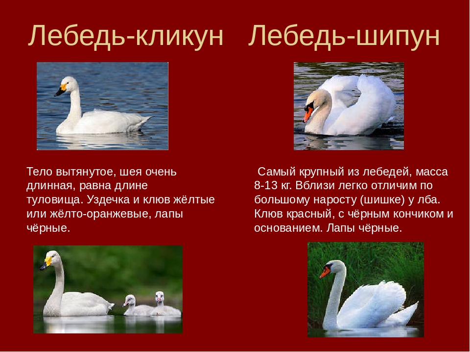 Загадки про лебедя: Загадки про лебедя для детей с ответами и картинками.