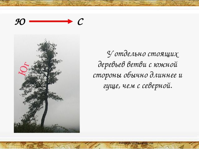 Ответ что за дерево стоит ветра нет а лист дрожит ответ: Отгадать загадку. Что за дерево стоит?ветра нет а лист дрожит.