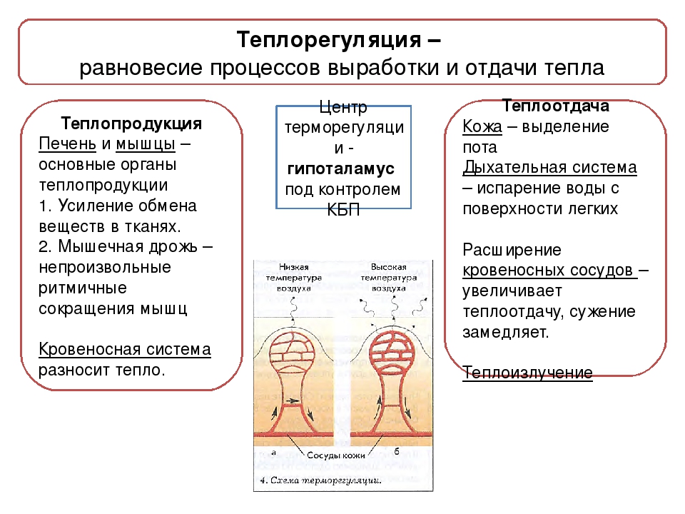 Теплообмен у новорожденных: Уход за новорожденным – терморегуляция у малышей