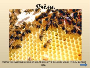 Пчёлы тоже домашние животные. Они живут в домиках-ульях. Пчёлы делают мёд. Пч