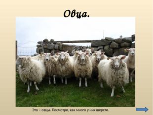 Это – овцы. Посмотри, как много у них шерсти. Овца. 