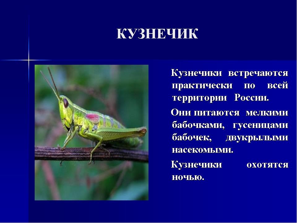 Текст кузнечик: Текст, мелодия песни В траве сидел кузнечик | Сайт для всей семьи