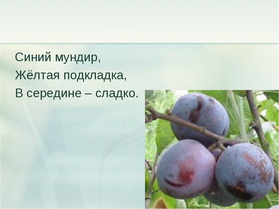 Синий мундир белая подкладка в середине сладко: Синий мундир белая подкладка в середине сладко. Загадка