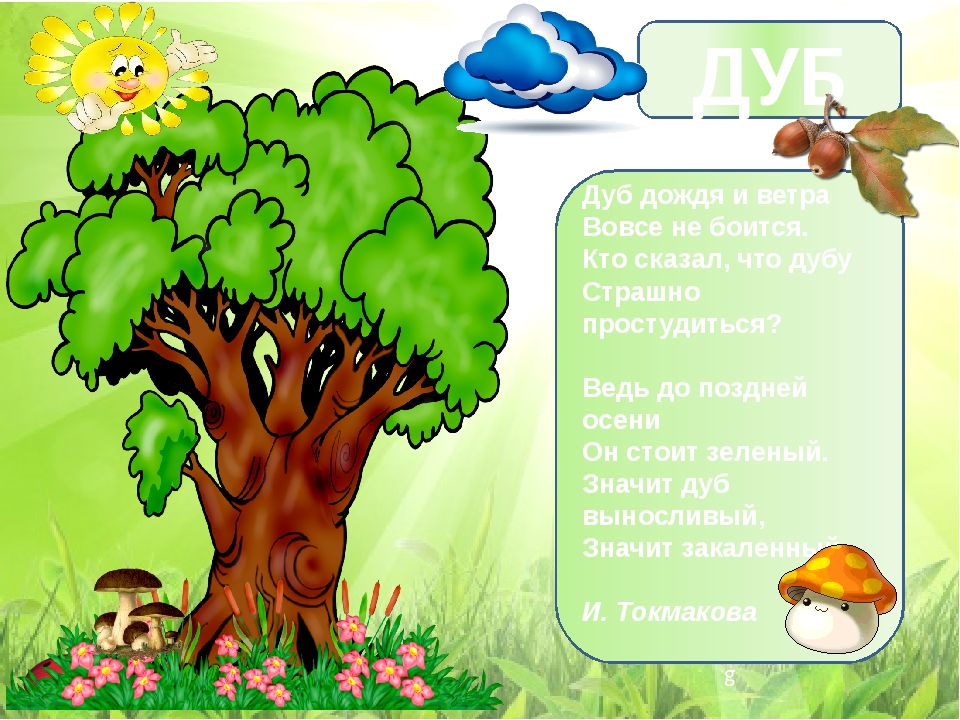 Детские стихи и загадки про дуб короткие: Детям загадки про дерево Дуб