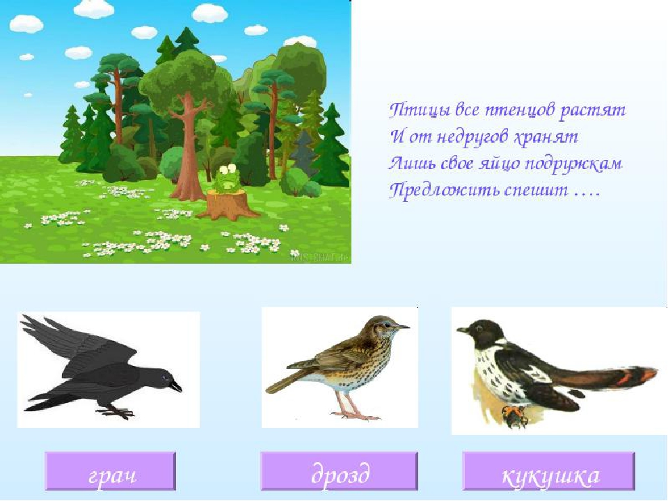 Загадки про птиц с ответами 2 класс: Детские загадки о птицах