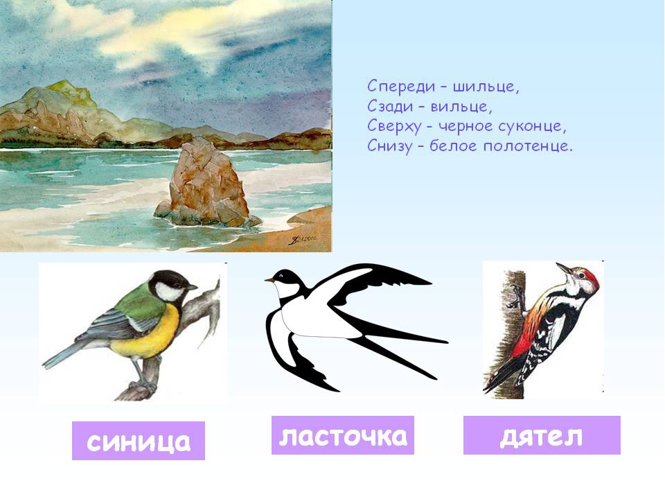 Загадки про птиц с картинками ответами: Загадки про птиц для детей с ответами