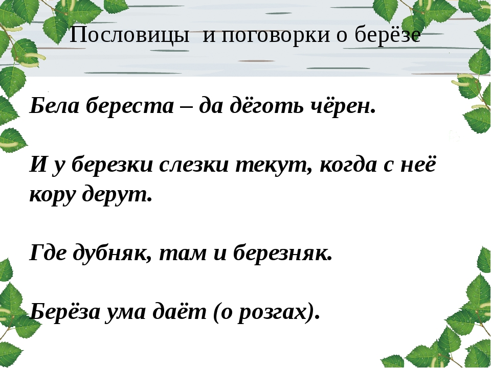 Загадки о березе для детей: Загадки про березу с ответами