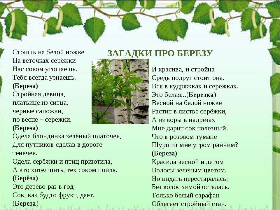 Стихи про березку: Береза — Рождественский. Полный текст стихотворения — Береза