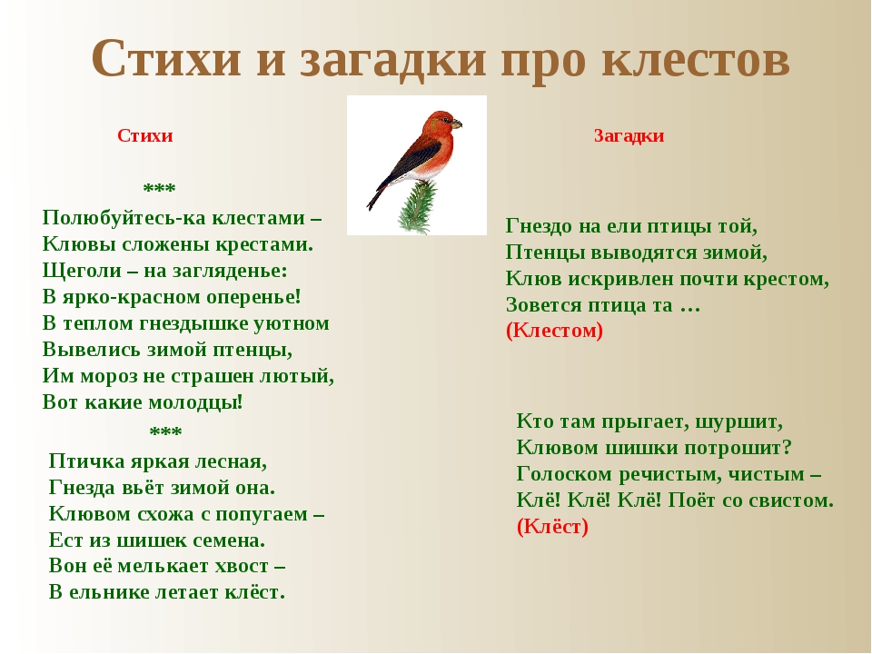 Загадки про птиц с ответами 2 класс: Детские загадки о птицах