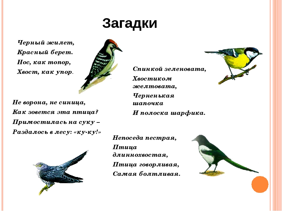 Загадки про птиц с картинками ответами: Загадки про птиц для детей с ответами