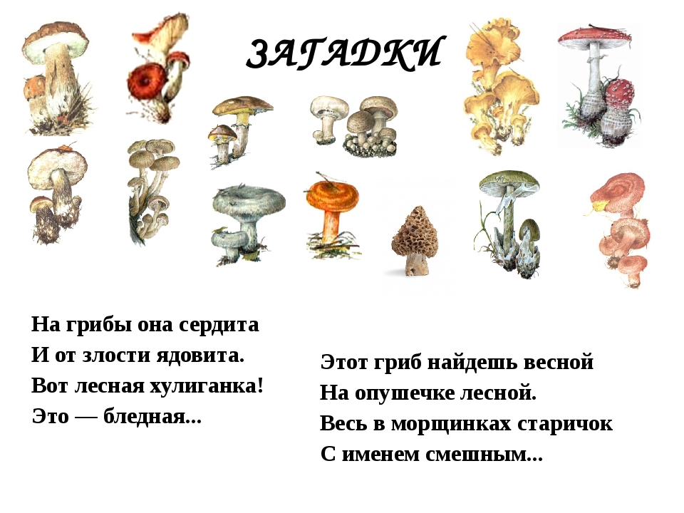Загадки про грибы сложные: Загадки про грибы с ответами