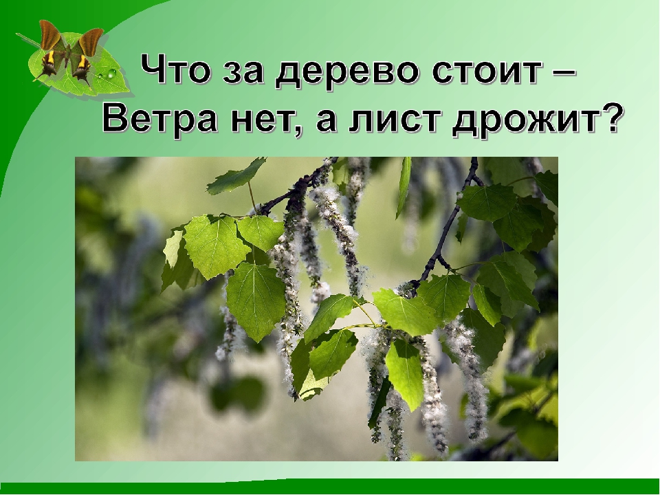 Что за дерево стоит ветра нет оно дрожит загадка ответ: Отгадать загадку. Что за дерево стоит?ветра нет а лист дрожит.