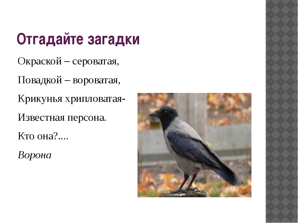 Ворона загадка для детей: Загадки про птиц с ответами для детей