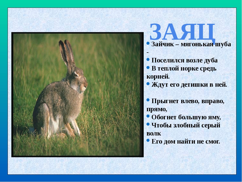 Загадка про кролика для детей: Загадки про кролика для детей с ответами