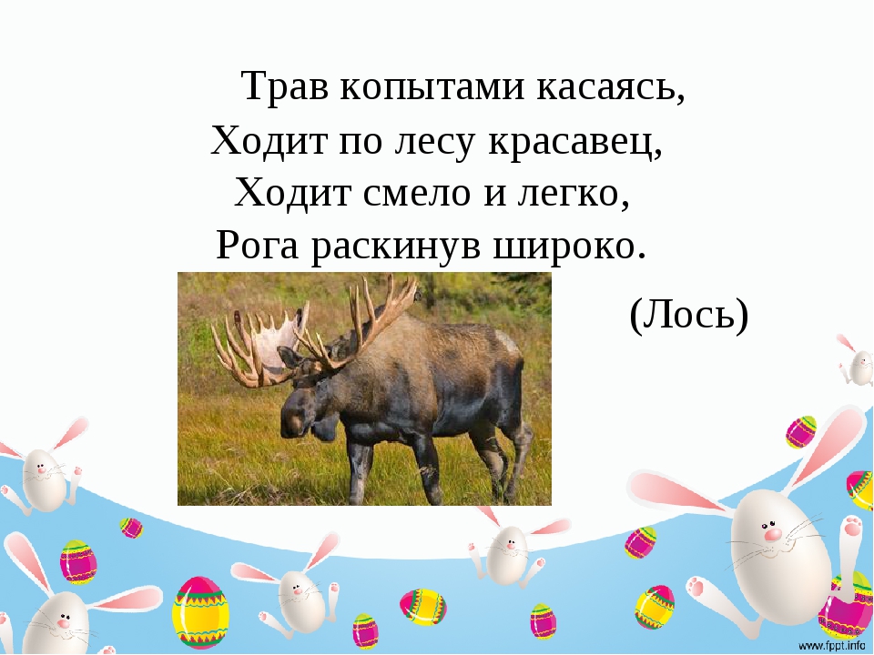 Сложные загадки о животных с ответами для 5 класса: Загадки про животных с ответами