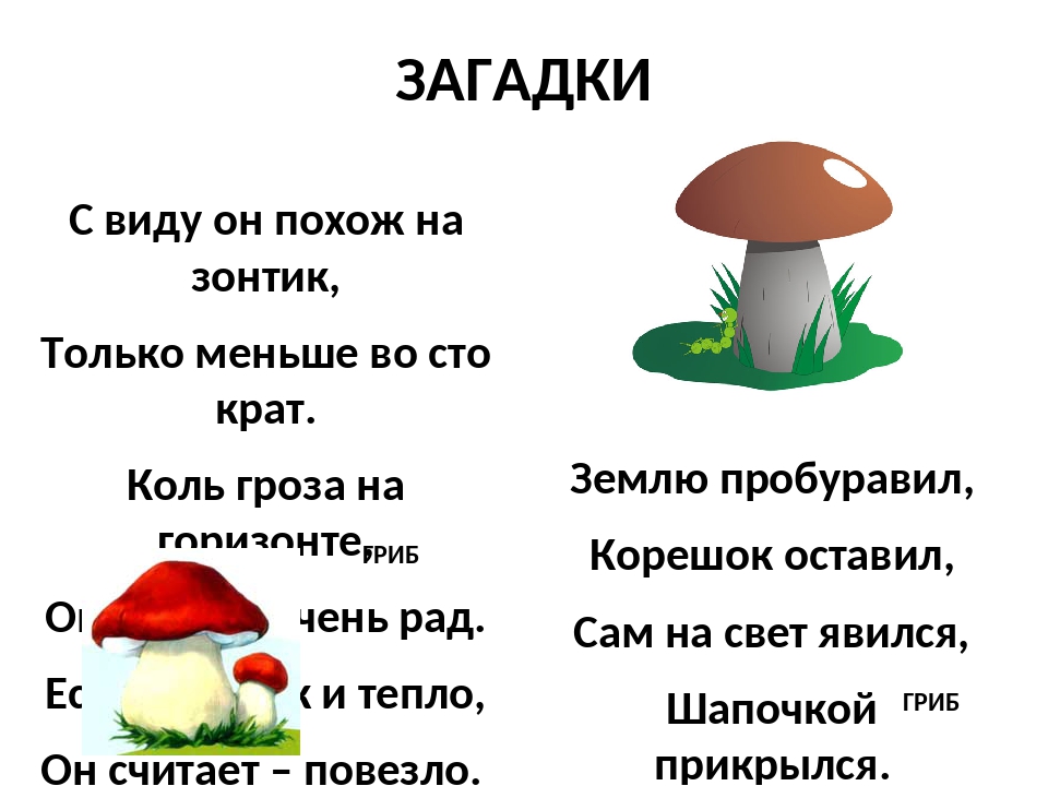 Загадки про грибы сложные: Загадки про грибы с ответами