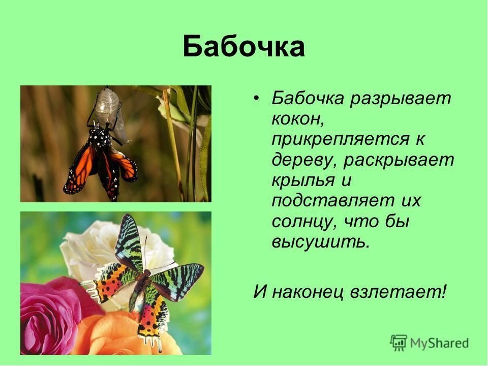 Загадка про бабочку: Загадки про бабочку с ответами