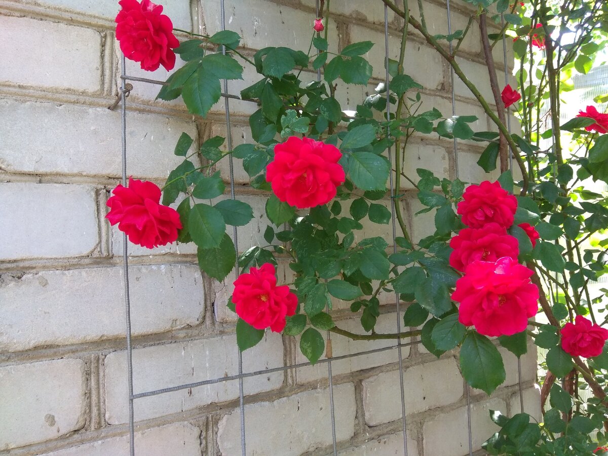 Роза вьющаяся почему не цветет: Почему не цветут розы: 7 возможных причин