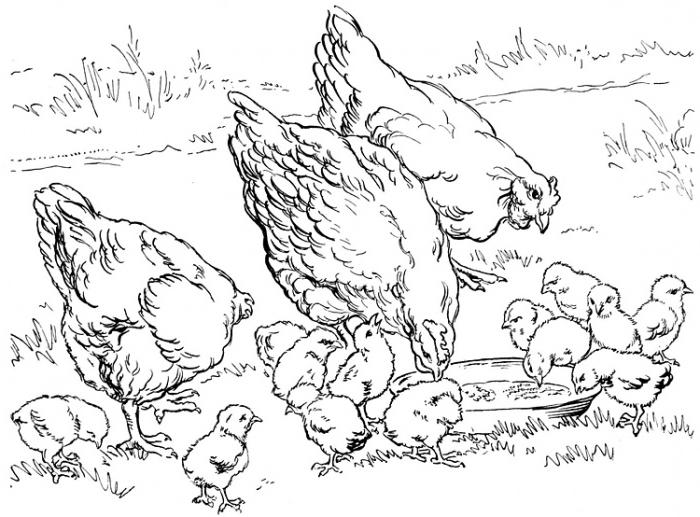 картинки цыплят нарисованные