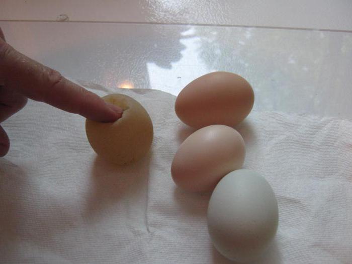 Опыты с яйцом: Опыт с резиновым яйцом для детей 3-7 лет в домашних условиях
