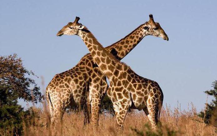 загадка про жирафа для детей