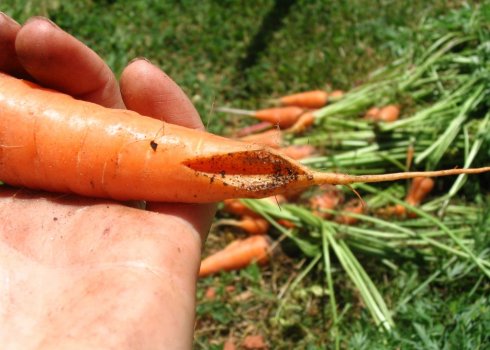 Белая морковка растет зимой: «Белая морковка зимой растет» (загадка), 8 букв