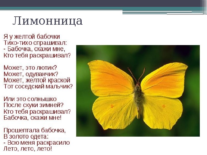 Загадка про бабочку: Загадки про бабочку с ответами