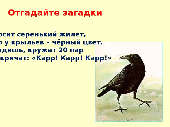 Загадки про ворона: Загадки с ответом ворона