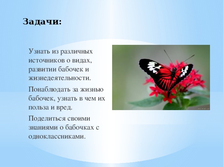 Загадка про бабочку: Загадки про бабочку с ответами