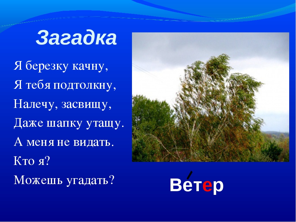 Загадки о березе для детей: Загадки про березу с ответами