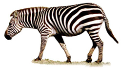 zebra.jpg