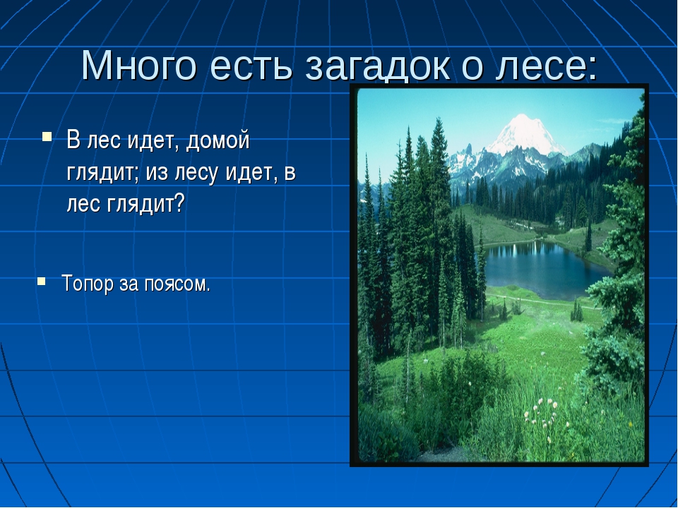 Загадка ответ лес: Загадки с ответом лес