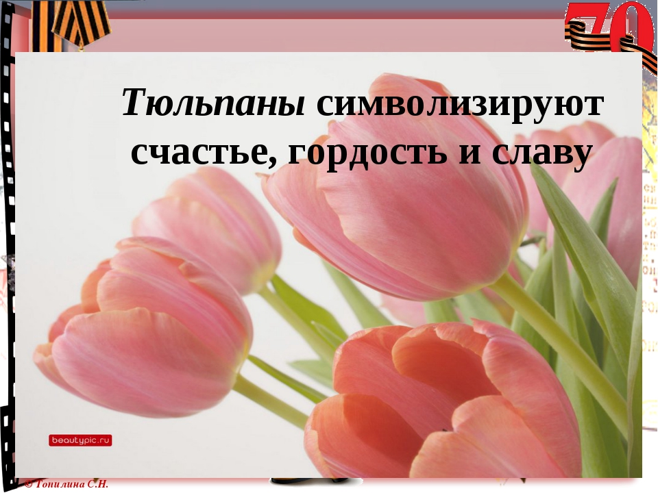 Тюльпан что означает: значение цветка, белые, желтые, красные