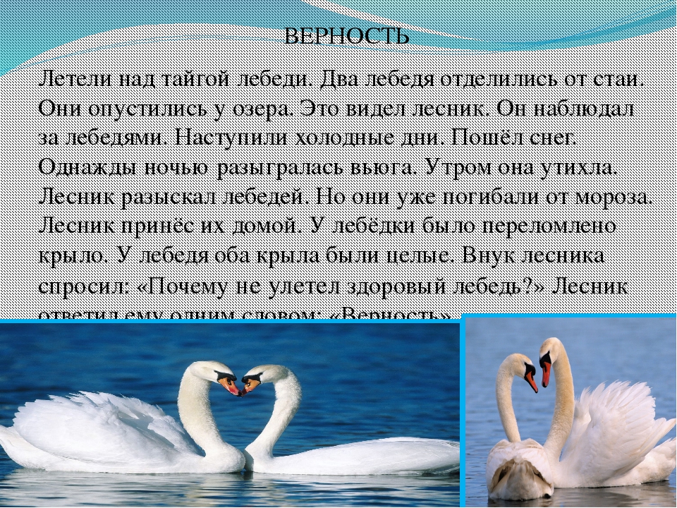 Загадки про лебедя: Загадки про лебедя для детей с ответами и картинками.